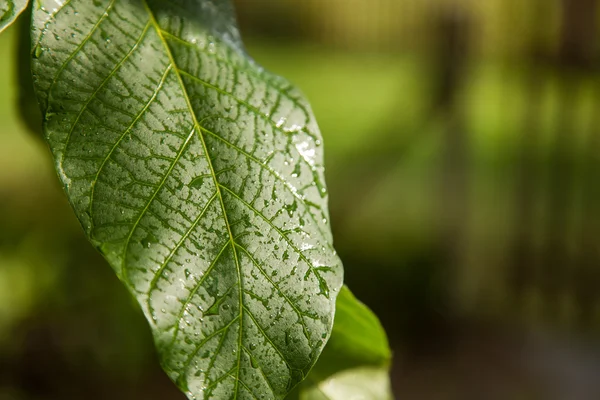 Зелене листя волоського горіха — стокове фото