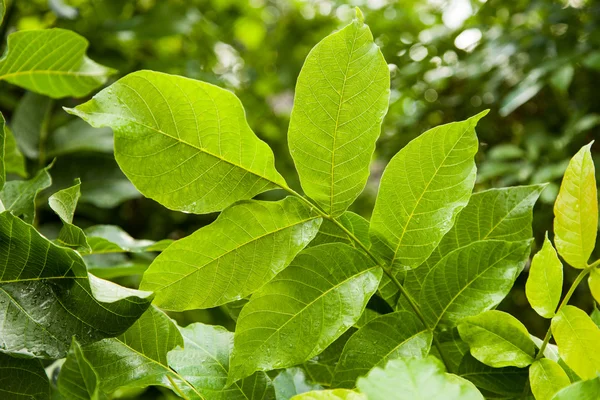 Зеленые листья грецкого ореха — стоковое фото
