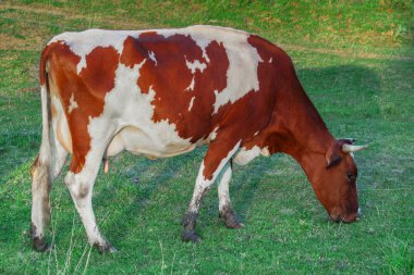 Grazing Cow clipart