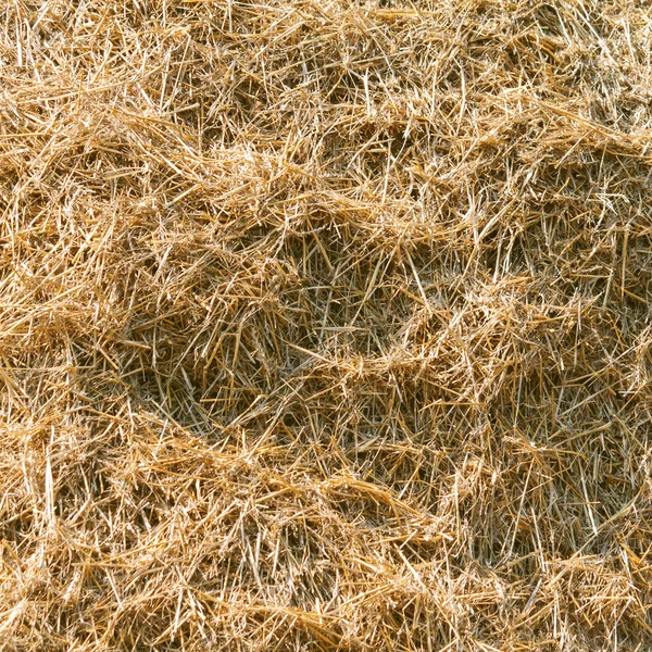 Residuos de trigo antecedentes — Foto de Stock