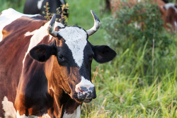 Cows grazing Royalty Free Stock Photos