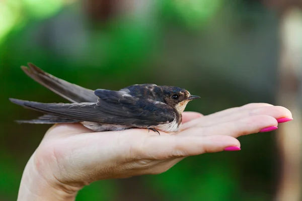 Swallow sitting on a palm — Stock Photo, Image