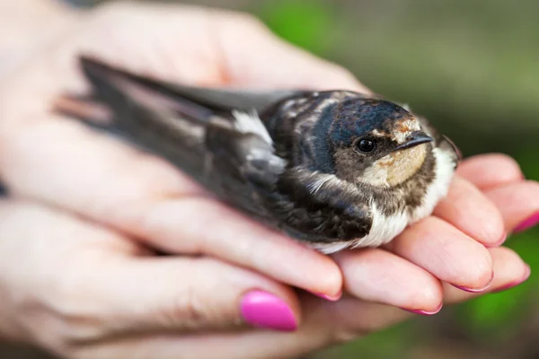 stock image Swallow sitting on a palms