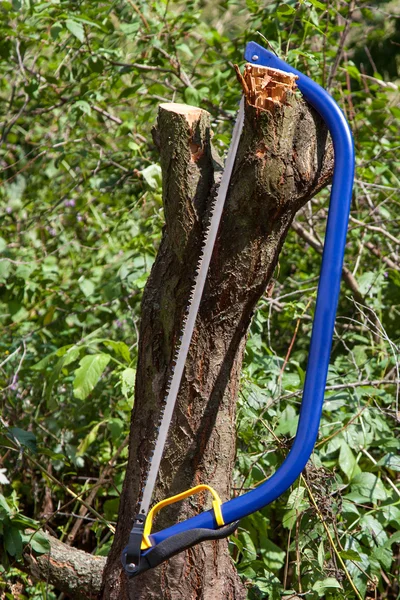 Mavi bucksaw sarı saplı — Stok fotoğraf