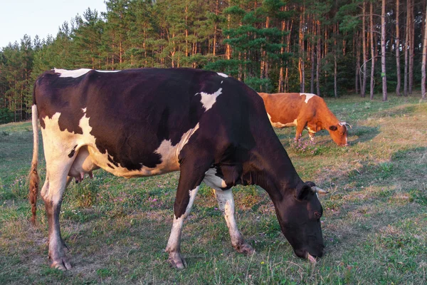 放牧的奶牛 — 图库照片