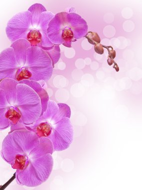 Orchid flower clipart