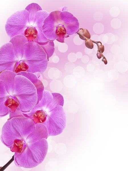 Orchidée fleur — Photo