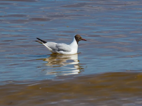 stock image Seagull