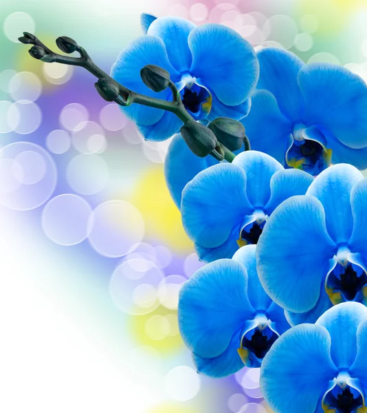 Flor de orquídea — Foto de Stock