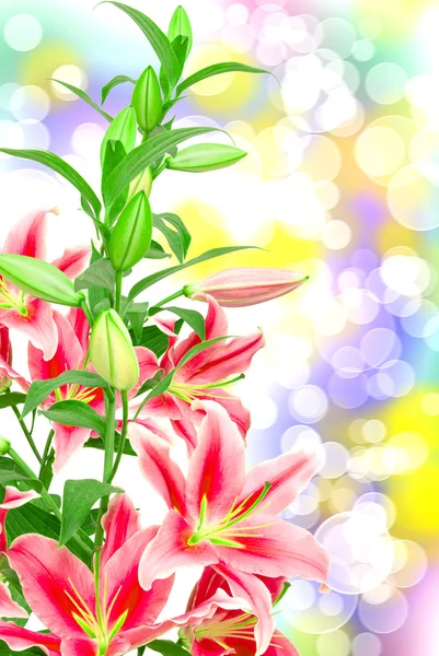 Pink lilies close up — Stock Photo, Image