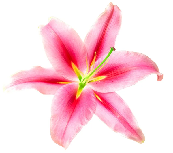 Рожеві лілії — стокове фото