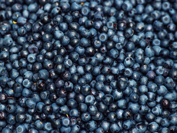 stock image Blueberry