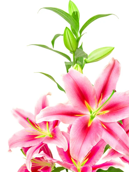 粉红色的百合花 — 图库照片