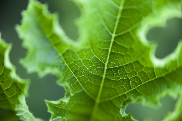 Makro kabak yaprağı — Stok fotoğraf