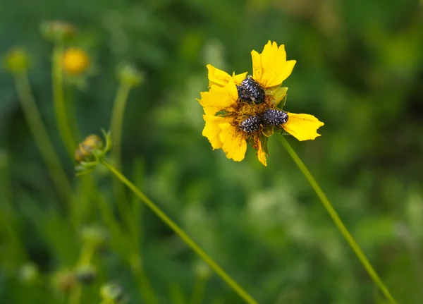 böcek zararlıları