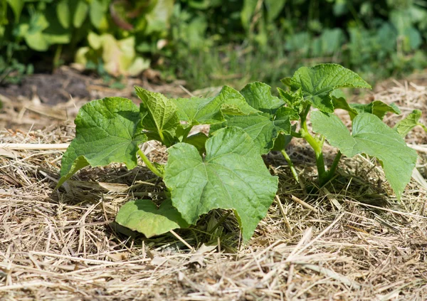 Plants cucumber — Stock Photo, Image