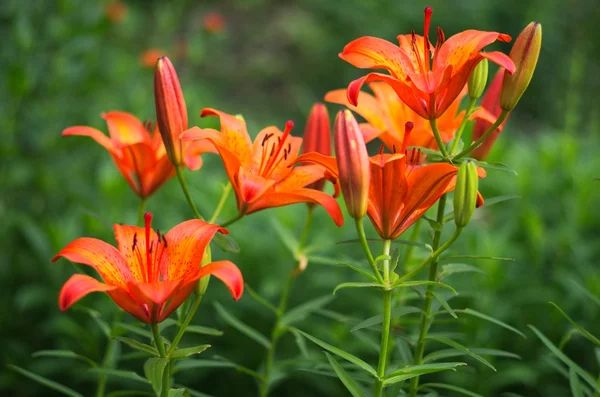 stock image Tiger lily