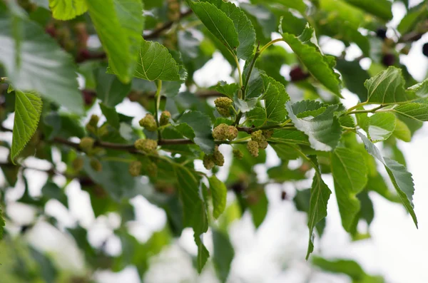 stock image Mulberry twig