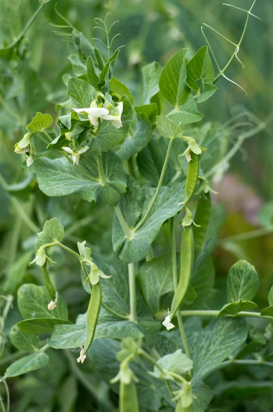 Blooming pea — Stock Photo, Image