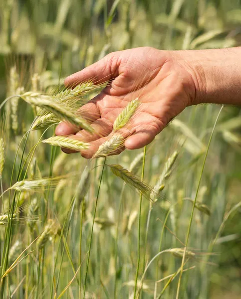 stock image Work-worn hand of the farmer