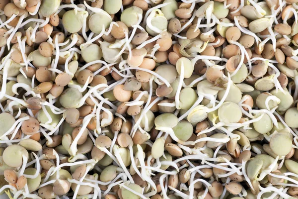 レンズ豆の芽 — ストック写真