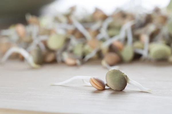 Two Sprouts — Stock Photo, Image