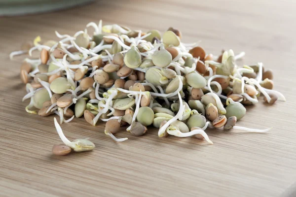 Fresh Lentil Sprouts — Stock Photo, Image