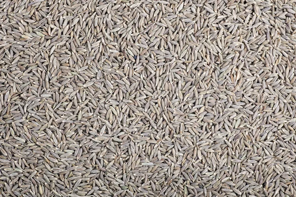 Cumin Seed Texture — Stock Photo, Image