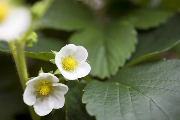 stock image Strawberry Flowers