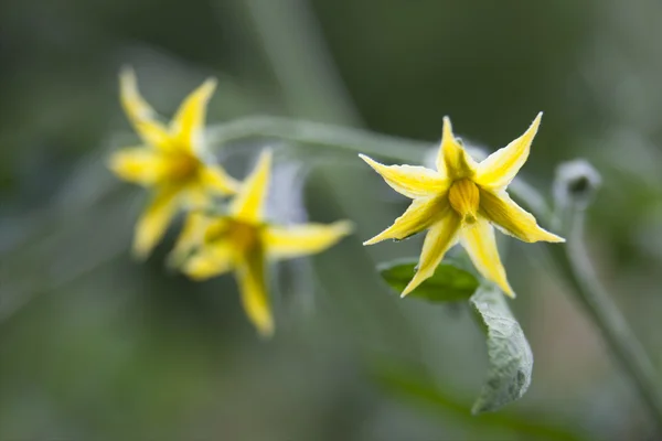 stock image Flowering Tomato Plant