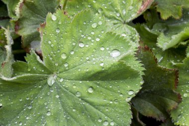 Garden Leaf Covered in Rain clipart