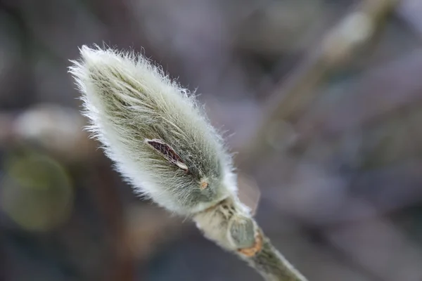 stock image Catkin Close-up