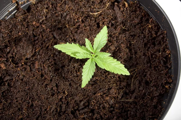 Cannabis seedling — Stock Photo, Image