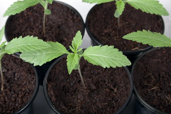 Скачать как выращивать марихуану к какому виду относится конопля