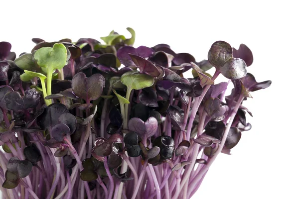 Radish Sprouts — Stock Photo, Image
