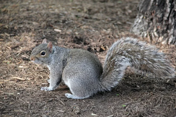 stock image Cute squirrel