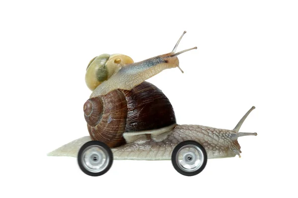 Wyścigi ślimaków — Zdjęcie stockowe