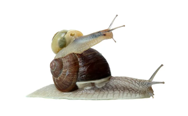 Pracy zespołowej dwa ślimaki — Zdjęcie stockowe