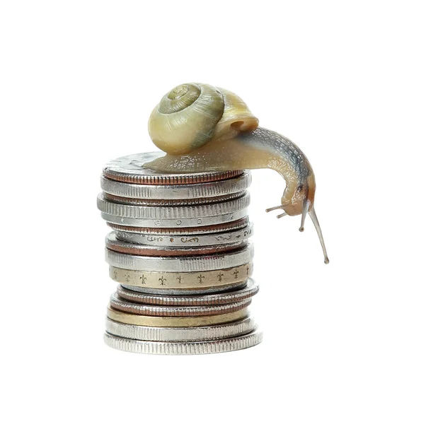 お金上のカタツムリ — ストック写真