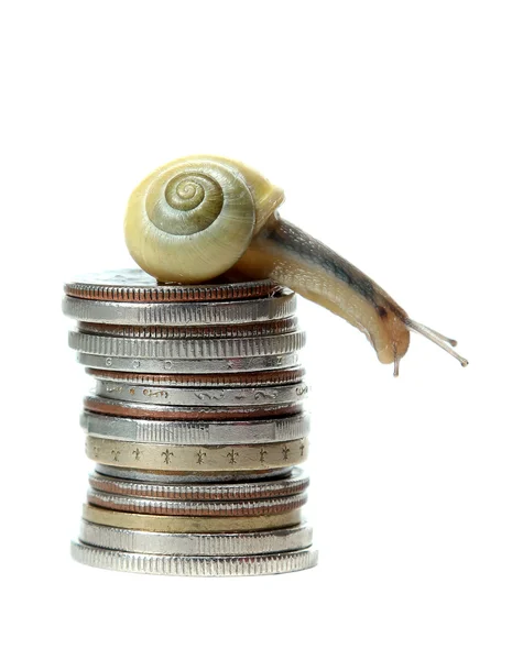 Snail on top of coins — Stock Photo, Image