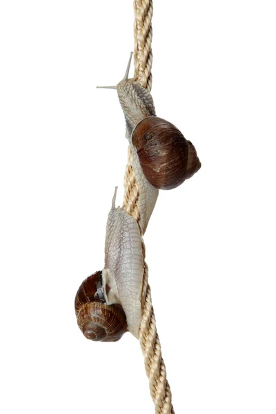 Dos caracoles trepando cuerda — Foto de Stock