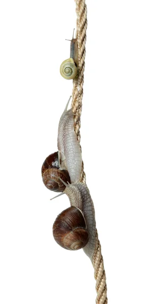 Corrida de caracóis dois escalam uma corda — Fotografia de Stock