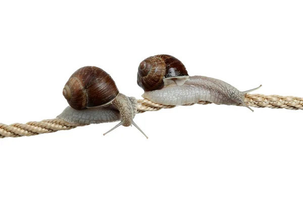 Ambitnych ślimaki — Zdjęcie stockowe