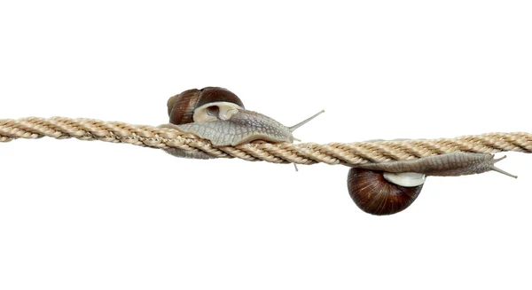 Высоколетящие улитки на веревке — стоковое фото