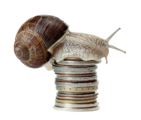 Šnek s mincí — Stock fotografie