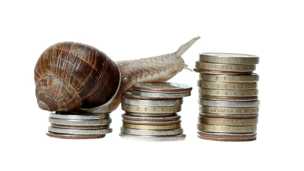 Snail climbing coins — Stock Photo, Image