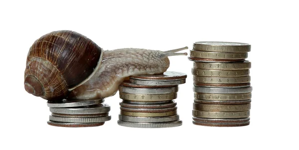 Snail scrambles stack of coins — Stock Photo, Image