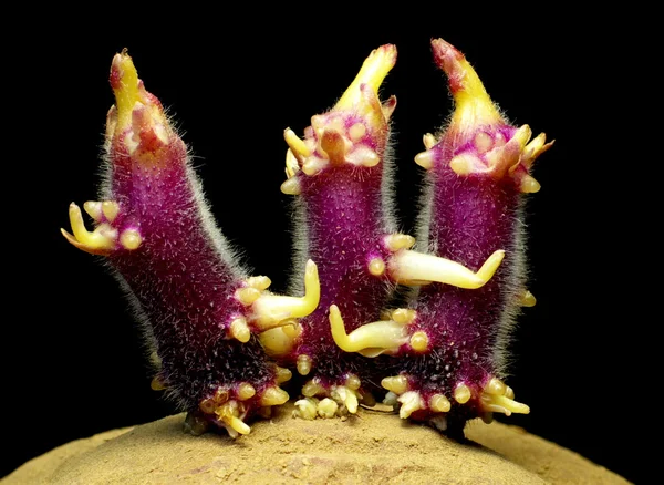 Stock image Dance of the young shoots in the potato