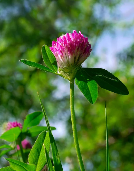 stock image Juicy clover in bloom