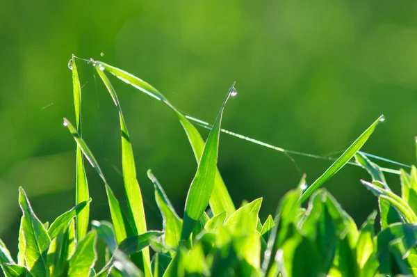 Свежая зеленая трава с капельками росы . — стоковое фото